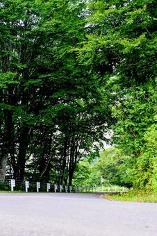 夏の緑が続く森の中の道 夏の緑が続く森の中の道の写真