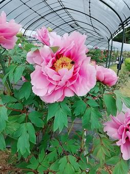 牡丹にとまるマルハナバチ 牡丹,マルハナバチ,植物園の写真素材