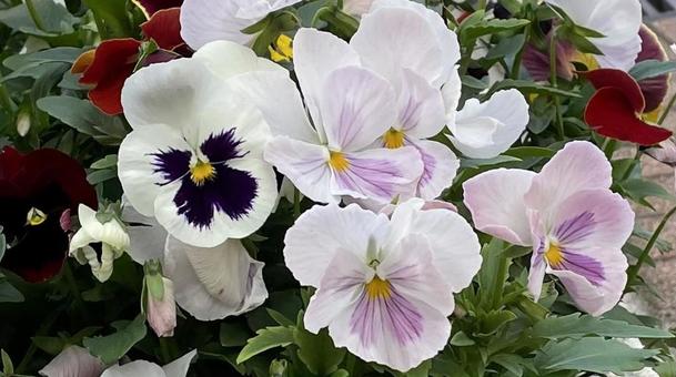 ガーデニングの花々② ガーデニングの花々②の写真