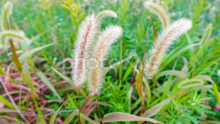 えのころぐさ 野草,道ばた,エノコログサの写真素材