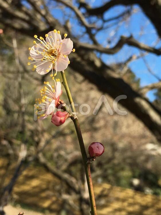 春の訪れ(梅) 梅,埼玉,桶川の写真素材