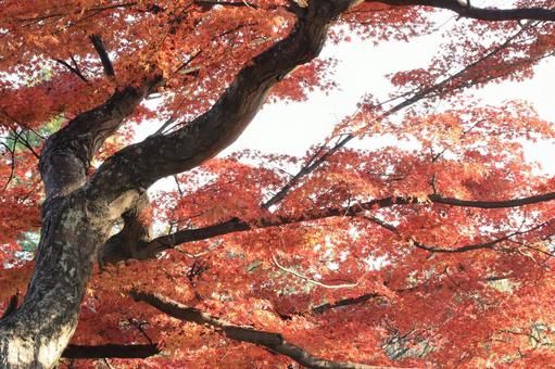 紅葉の木 紅葉の木の写真