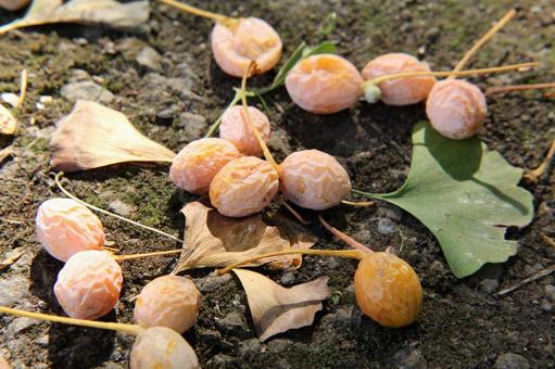 Ginkgo nuts, fallen fruit, JPG