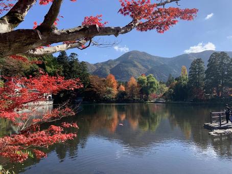 紅葉と金鱗湖 紅葉,秋,山の写真素材