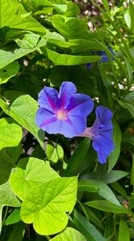 Morning glory Morning glory あさがお,花,夏の写真素材