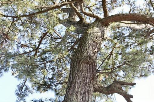 下から見上げる松の木 下から見上げる松の木の写真