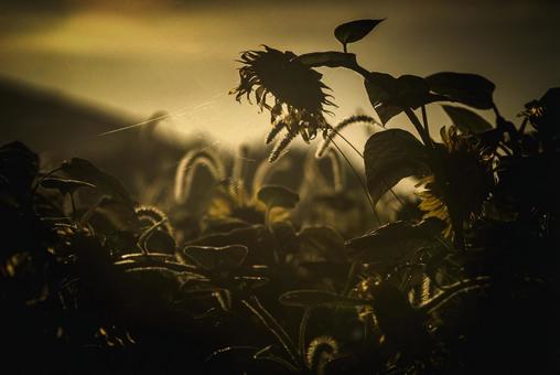 <風景>枯れ始めた秋のヒマワリ畑の景色 <風景>枯れ始めた秋のヒマワリ畑の景色の写真