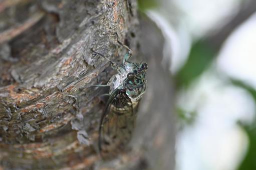 ミンミンゼミの写真