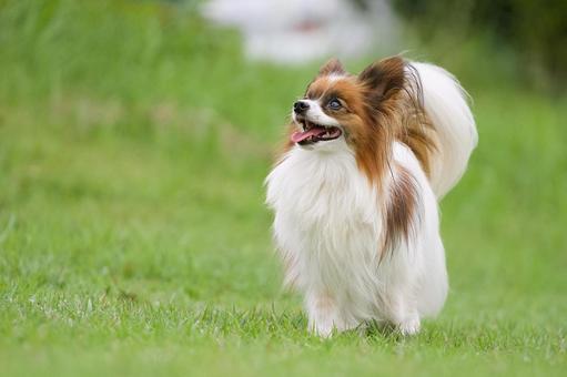 公園のパピヨン 犬,パピヨン,可愛い犬の写真素材