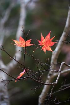 紅葉 紅葉の写真