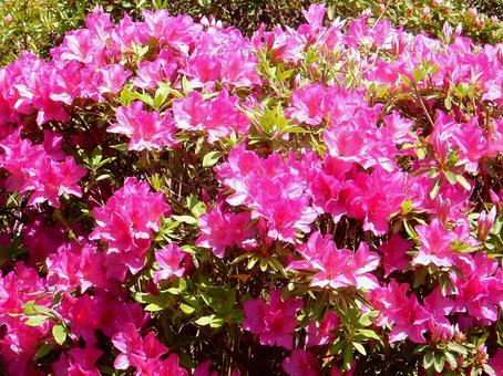 【花の写真】ツツジ 【花の写真】ツツジの写真
