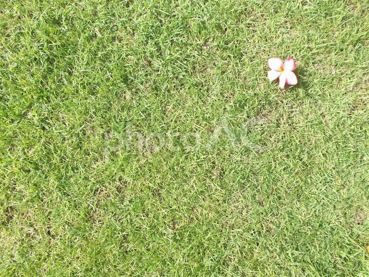 小さなプルメリア、緑の芝生を背景に 芝生,背景,日差しの写真素材