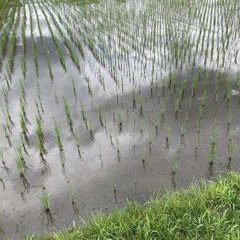 曇りの日の田んぼ 曇りの日の田んぼの写真