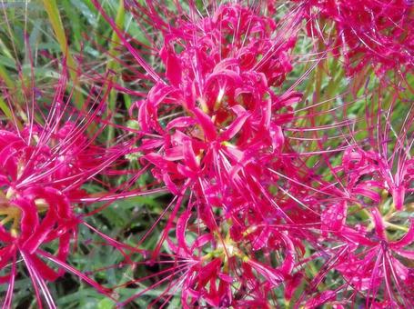 彼岸花の写真