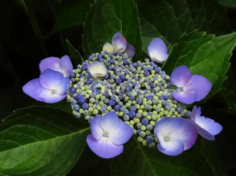 ガクアジサイ ガクアジサイ,アジサイ,紫陽花の写真素材