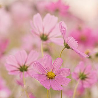 早朝のコスモス畑 早朝のコスモス畑 秋桜,秋,花の写真素材