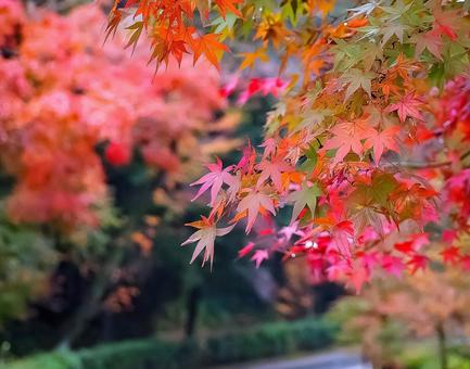 紅葉狩り① 紅葉狩り①の写真