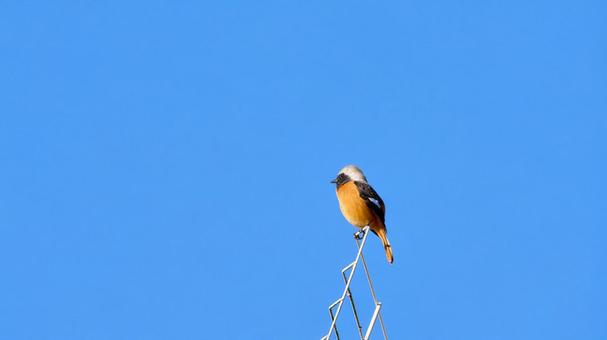 Male Daurian Redstart against a cloudless blue sky, JPG Male Daurian Redstart against a cloudless blue sky, JPG