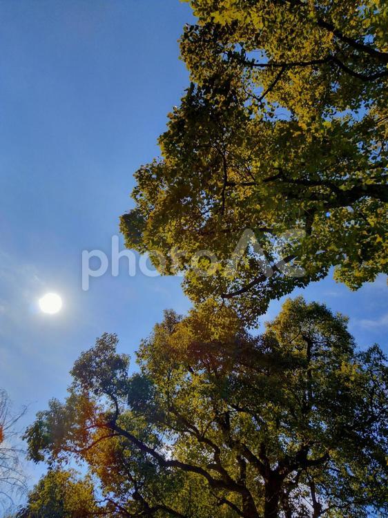さんさんの太陽と木々 太陽,巨木,青い空の写真素材