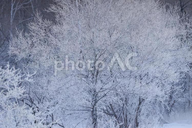 冬の北海道 冬,川,気嵐の写真素材