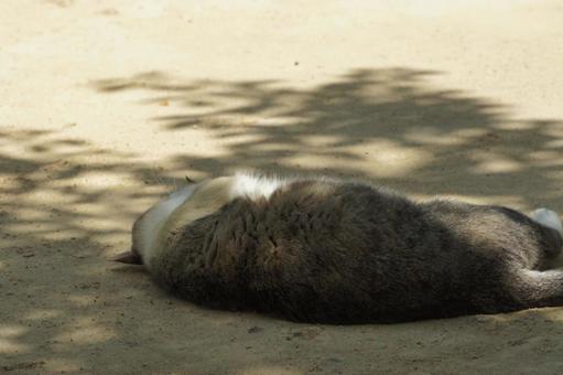 ねこ ねこ にゃんこ,可愛い,野良猫の写真素材