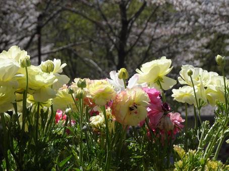 ラナンキュラス-1 ラナンキュラス,花びら,黄色の写真素材