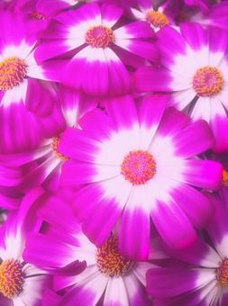 花々 花々の写真