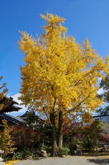 諫早円立寺の銀杏 円立寺,圓立寺,銀杏の写真素材