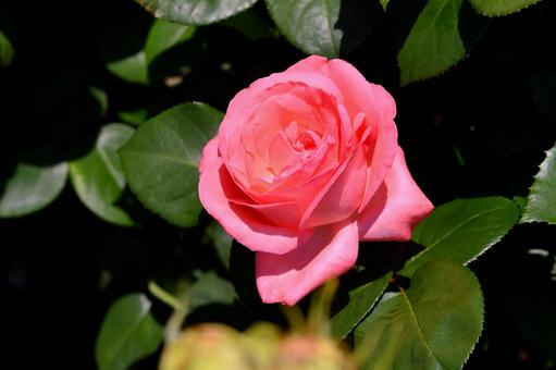 薔薇 ピンクパンサー 薔薇 ピンクパンサー 薔薇,ピンクパンサー,花の写真素材