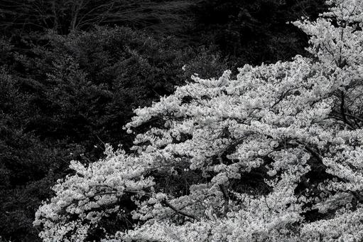 満開の桜 満開の桜 桜,春,モノクロの写真素材