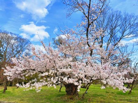 1本の桜 1本の桜の写真
