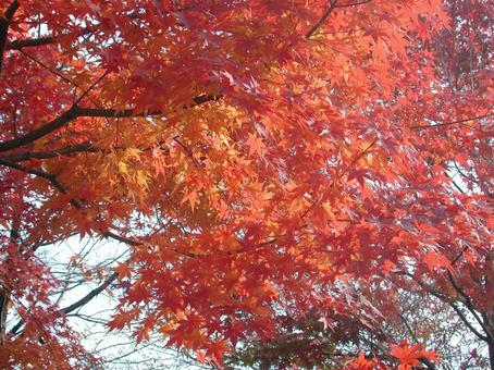 コウヨウ・紅葉　自然風景 樹木,葉,色づくの写真素材