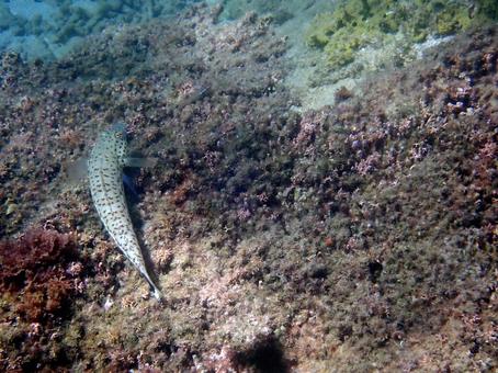 オグロトラギス オグロトラギス 魚,海,沖縄の写真素材