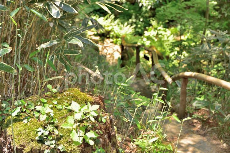 仙台市　野草園　遊歩道 野草園,遊歩道,竹の写真素材