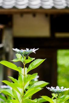 アジサイ(78) アジサイ(78)の写真