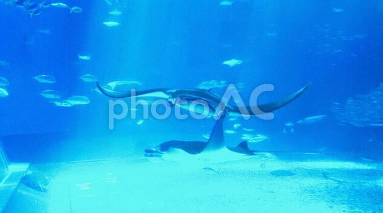水族館 マンタ 水族館,マンタ,エイの写真素材