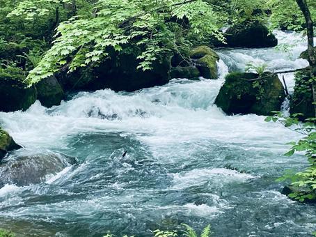 奥入瀬渓流 奥入瀬渓流の写真