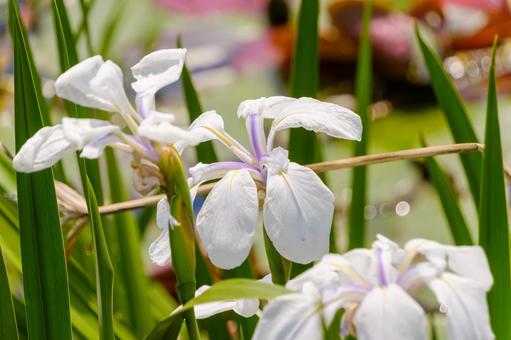 白く咲き誇るカキツバタの花 白く咲き誇るカキツバタの花の写真