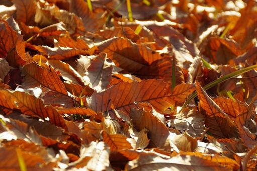枯葉 葉,落葉,植物の写真素材