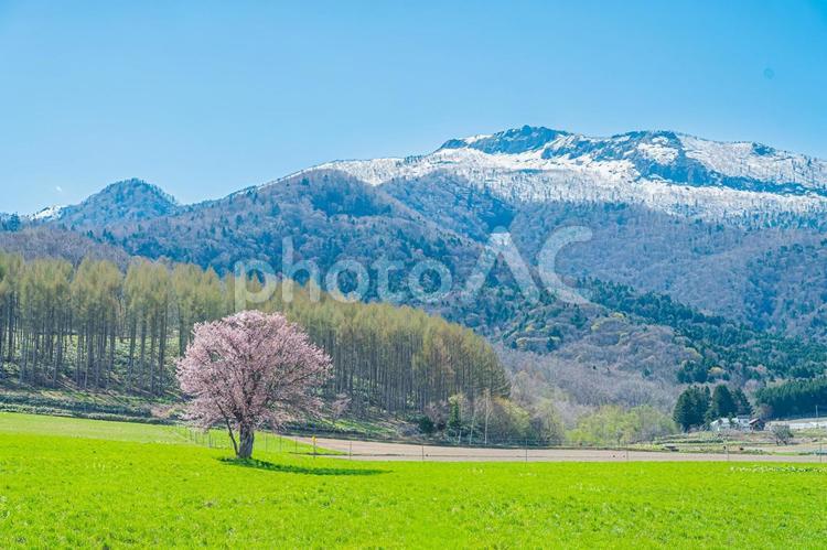 北海道　富良野　上御料の一本桜 上御料の一本桜,北海道,hokkaidoの写真素材