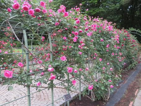 栃木県真岡市の井頭公園の薔薇園(バラ園) 栃木県真岡市の井頭公園の薔薇園(バラ園) バラ園,薔薇園,公園の写真素材
