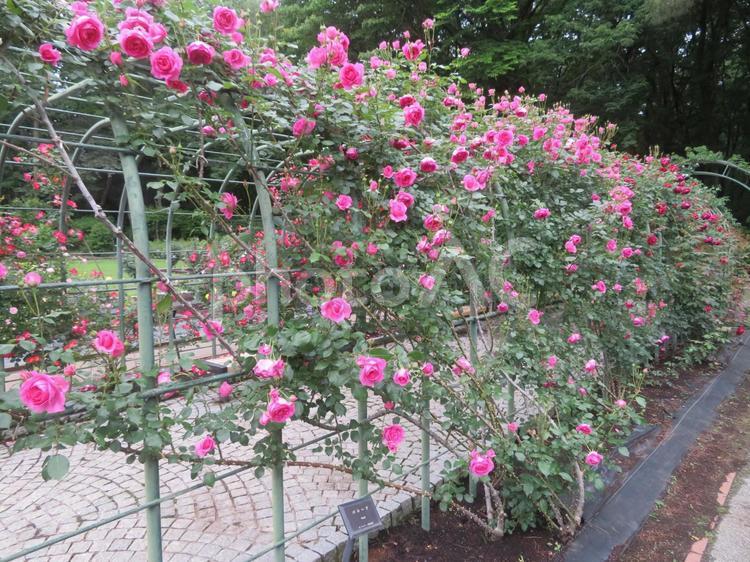 栃木県真岡市の井頭公園の薔薇園（バラ園） バラ園,薔薇園,公園の写真素材