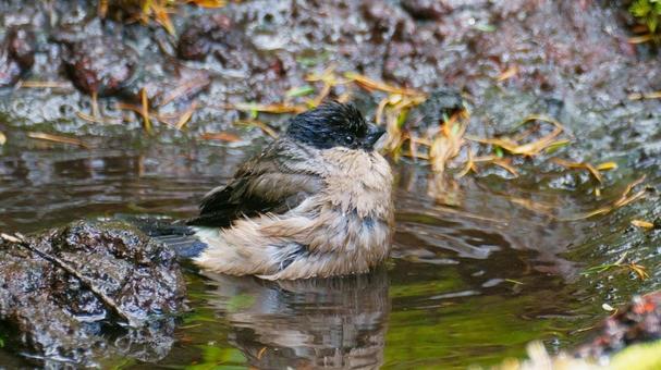 Female bullfinch bathing, JPG