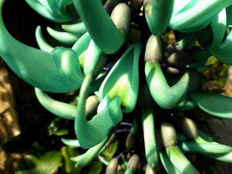 温室にぶら下がるヒスイカズラ・拡大 ヒスイカズラ,植物,自然の写真素材