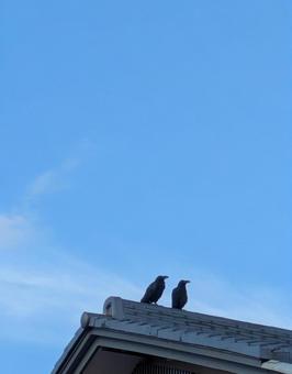 Photo, crow, black, roof, 