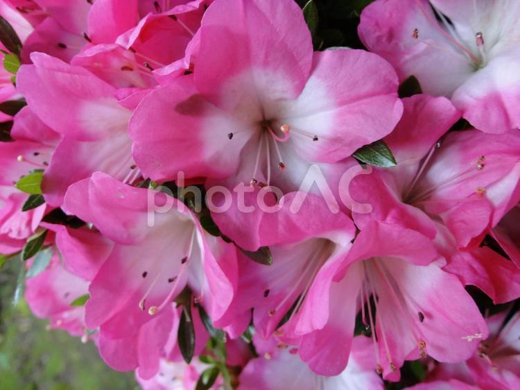 	鮮やかに咲き誇るつつじの花(アップ） つつじ,ツツジ科,春の写真素材