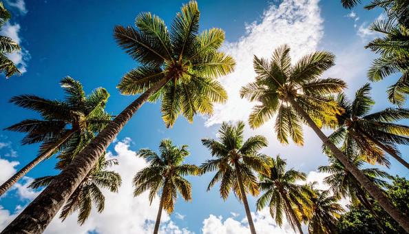 ヤシの木を見上げる　青空背景の写真