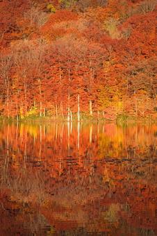 蔦沼の紅葉 青森,青森県,蔦沼の写真素材