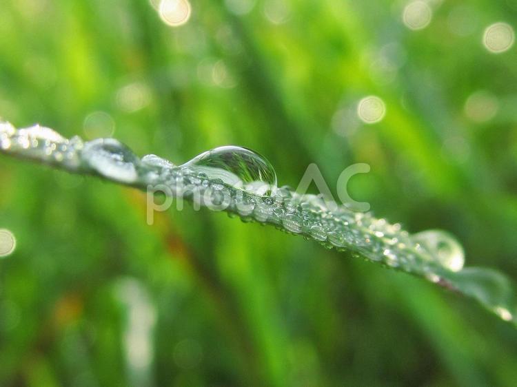 水滴と緑の葉と朝の光 水滴,すいてき,waterの写真素材