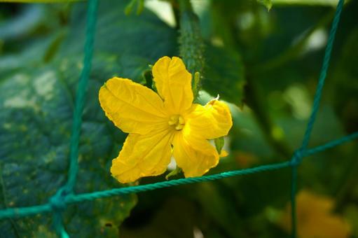 Yellow bitter melon flower, JPG Yellow bitter melon flower, JPG